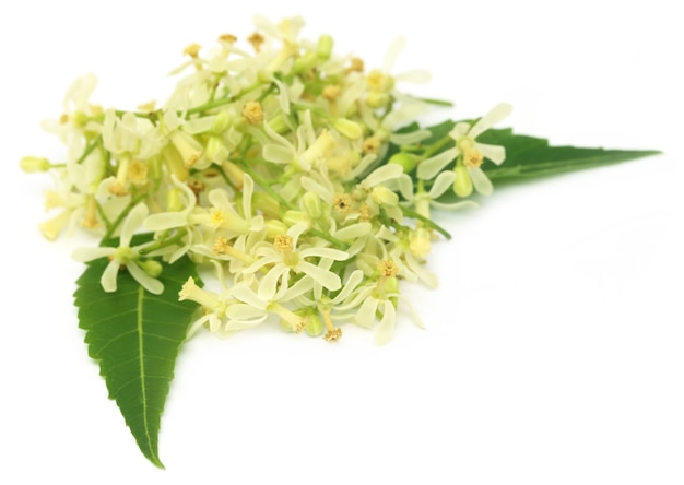 Fleur de neem médicinale et feuilles sur fond blanc