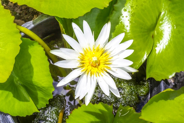 Fleur de nénuphar blanc