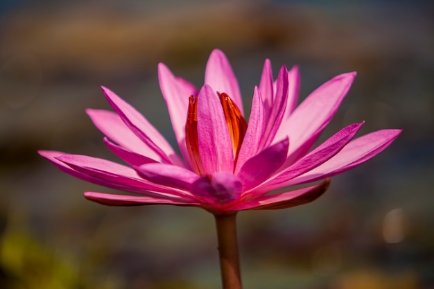 Fleur de nénuphar dans l'étang