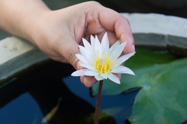 Fleur de nénuphar dans les mains de la femme