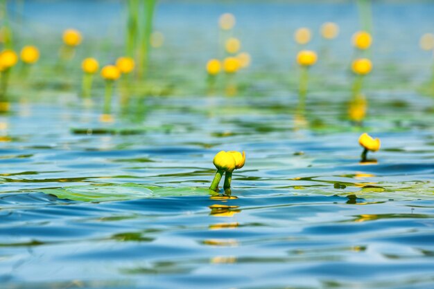 Fleur de nénuphar sur l'étang avec des feuilles de lotus sur l'étang