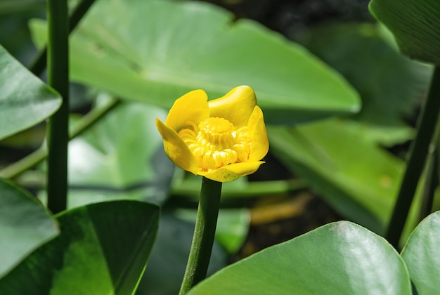 Fleur de nénuphar jaune bouchent