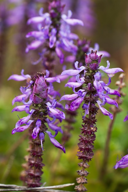 Fleur de Nepeta tuberosa