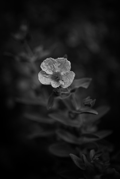 Une fleur en noir et blanc avec un centre blanc