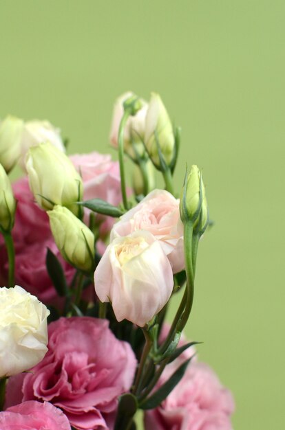 Fleur d&#39;oeillet sur fond vert