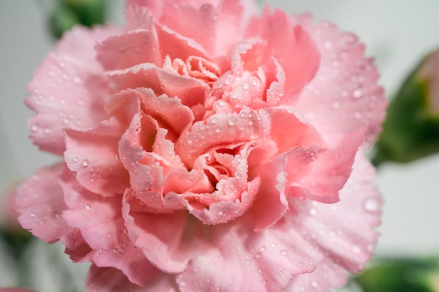 Fleur d'oeillet avec des gouttes d'eau Macro