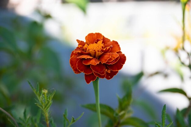 Fleur d'oeillet qui fleurit dans le jardin.