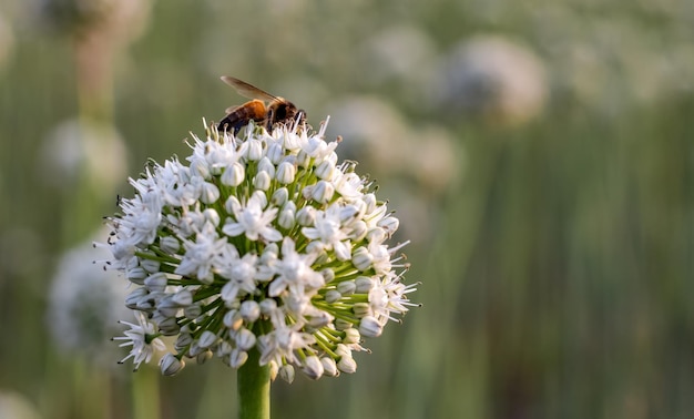 Fleur d'oignon blanc ciblée sélective avec une abeille collectrice de miel sur fond flou