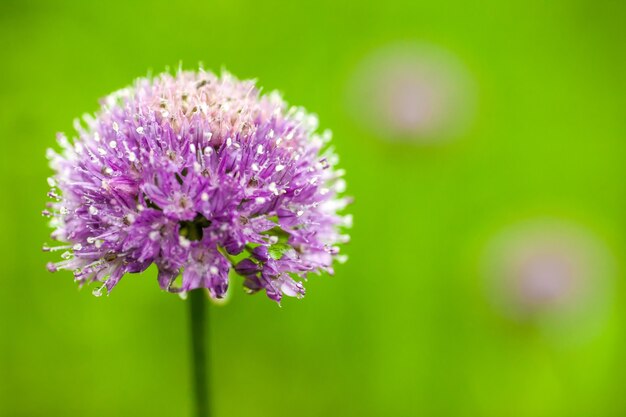 Fleur d'oignon avec des gouttes de pluie dessus. Prise de vue macro