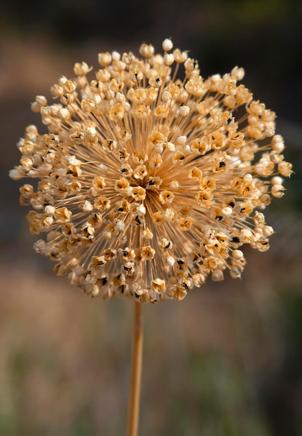 Photo fleur d'oignon sauvage séchée allium avec graines de grèce