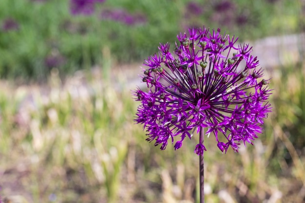 Fleur d'oignon violet. Fleur d'allium. Copiez l'espace. Fond naturel