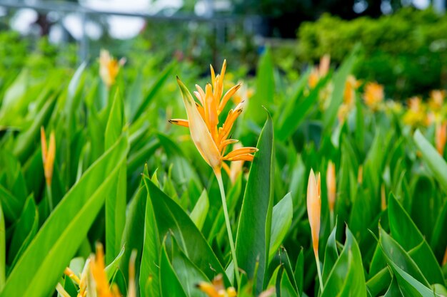 La fleur oiseau de paradis, mise au point sélective