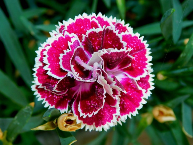 Photo fleur d'ongle dans un jardin rural