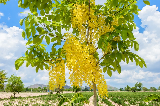 Fleur d&#39;or de douche ou connu comme l&#39;arbre de pluie d&#39;or, canafistula