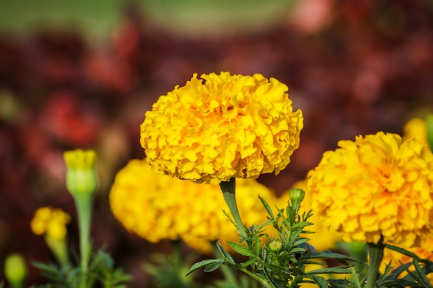 Fleur d&#39;or jaune, souci