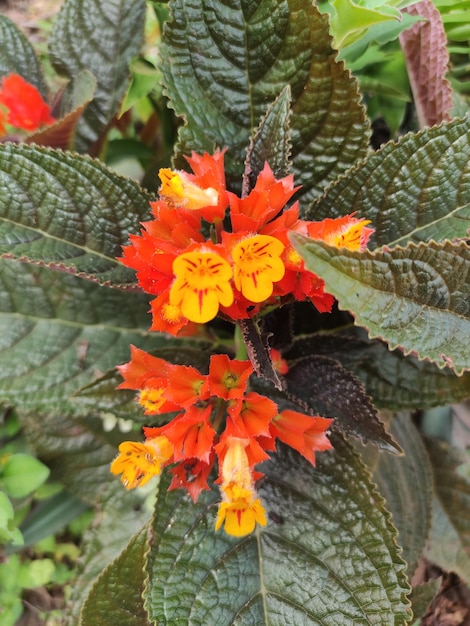 Photo la fleur d'orange de l'alloplectus est en fleur.