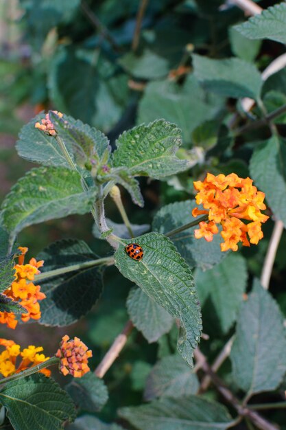 Fleur orange de camara de Lantana connue sous le nom de drapeau espagnol avec une coccinelle