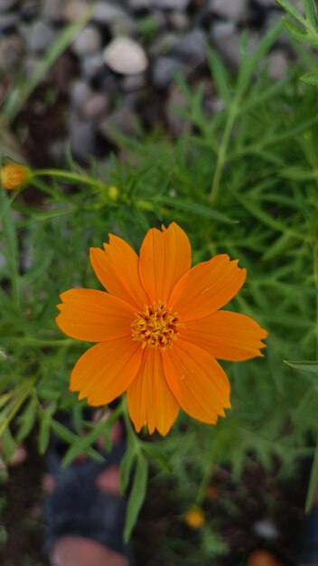 Photo une fleur orange avec un centre jaune