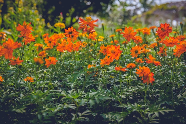 Fleur orange dans le jardin pour le fond