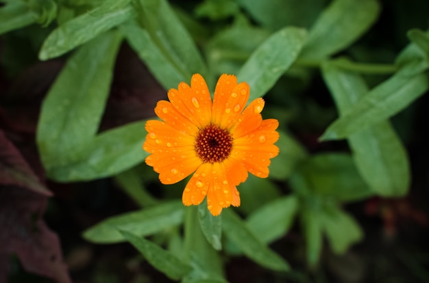 Fleur orange à l'extérieur après la pluie, gros plan