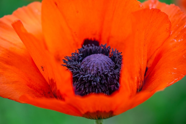 Fleur orange en fleurs de pavot oriental sur fond vert macro photographie un jour d'été