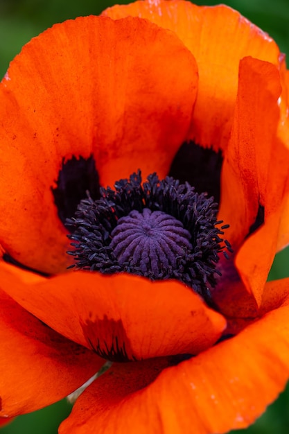 Fleur orange en fleurs de pavot oriental sur fond vert macro photographie un jour d'été