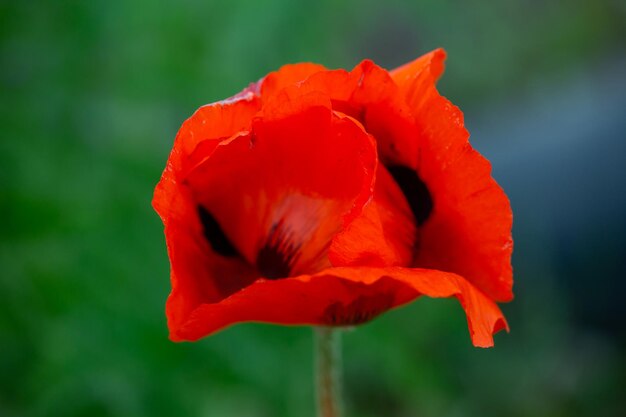 Fleur orange en fleurs de pavot oriental sur fond vert macro photographie un jour d'été