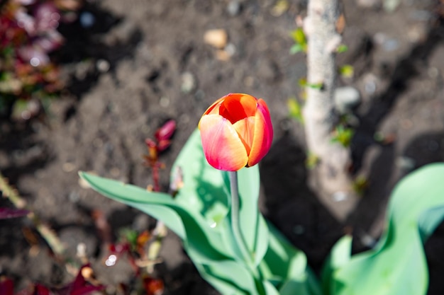 Fleur orange en fleurs de pavot