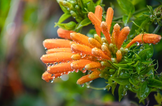 fleur orange sur fond vert