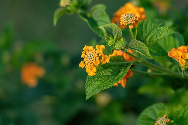 Fleur orange de Lantana commun