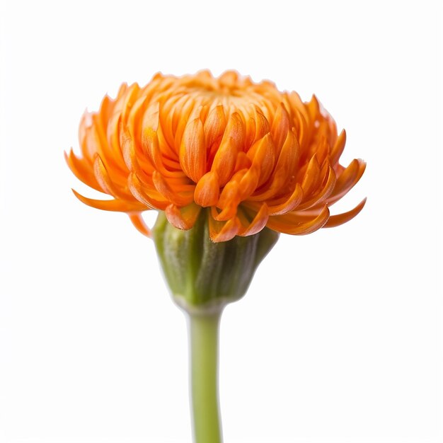 Une fleur d'orange à petite tige isolée sur le blanc