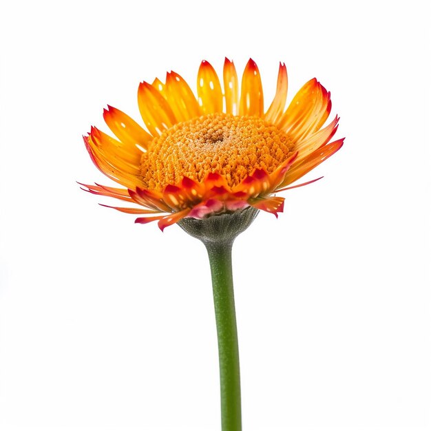 Une fleur d'orange à petite tige isolée sur le blanc