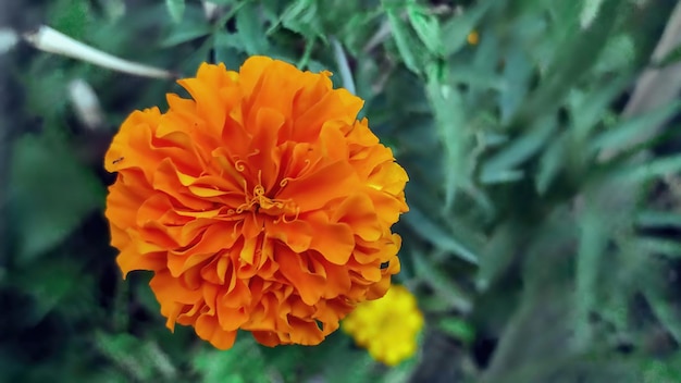 Une fleur orange vif avec un centre jaune et quelques feuilles vertes.
