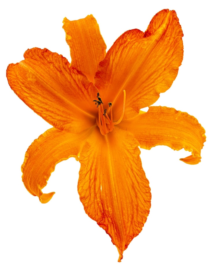 Photo fleur orange vif d'hémérocalle isolé sur fond blanc