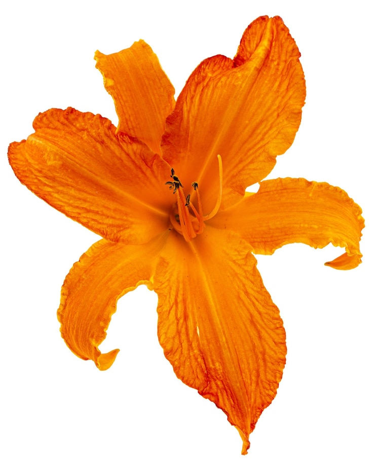 Photo fleur orange vif d'hémérocalle isolé sur fond blanc