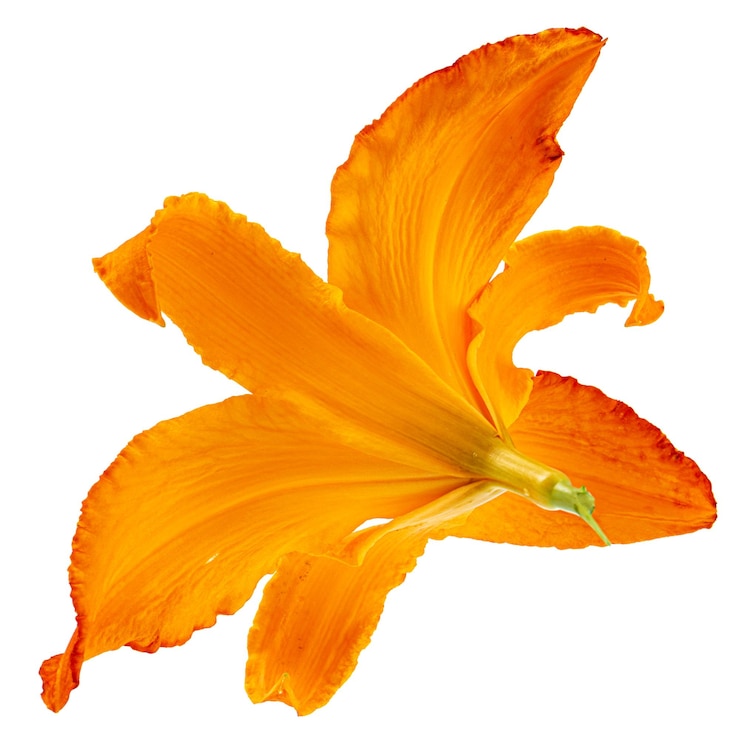 Photo fleur orange vif d'hémérocalle isolé sur fond blanc