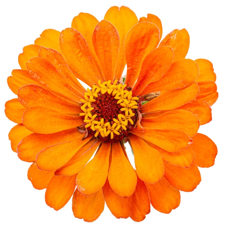 Photo fleur orange de zinnia isolé sur fond blanc