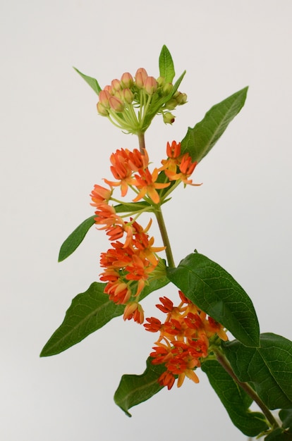 Photo fleur d'oranger asclepias pour le fond