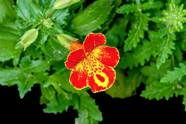 Fleur d'oranger aux feuilles vertes