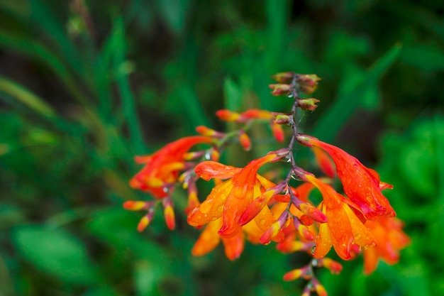 fleur d'oranger dans le jardin d'été