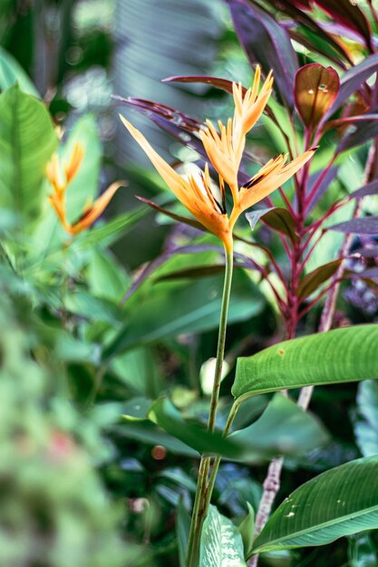 Fleur d'oranger feuilles tropicales nature fond