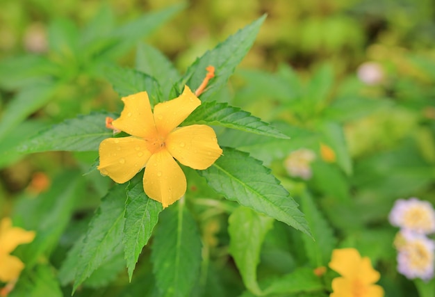 Fleur d&#39;oranger avec une goutte de pluie, Crossandra, Barleria strigosa Willd.