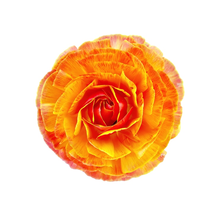 Photo une fleur d'oranger renoncule isolé