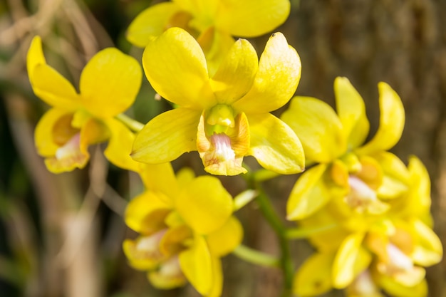 Fleur d&#39;orchidaceae jaune