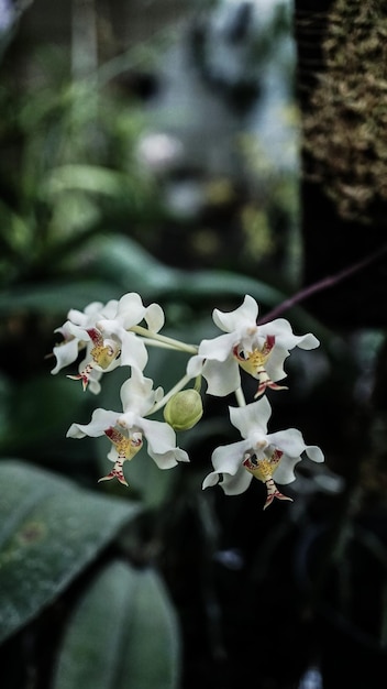 fleur d'orchidée blanche encore petite