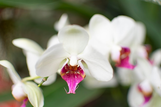 Fleur d'orchidée blanche. Fond de fleurs. Printemps.