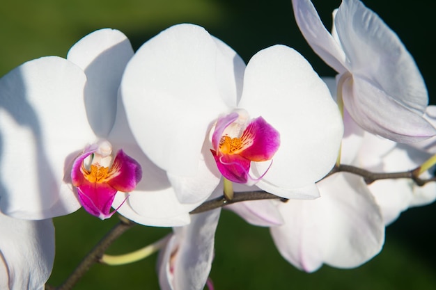 Fleur d'orchidée blanche sur fond vert agrandi. Fleur d'orchidée Phalaenopsis. Fond floral.