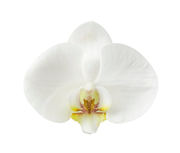 Fleur d'orchidée blanche isolé sur fond blanc