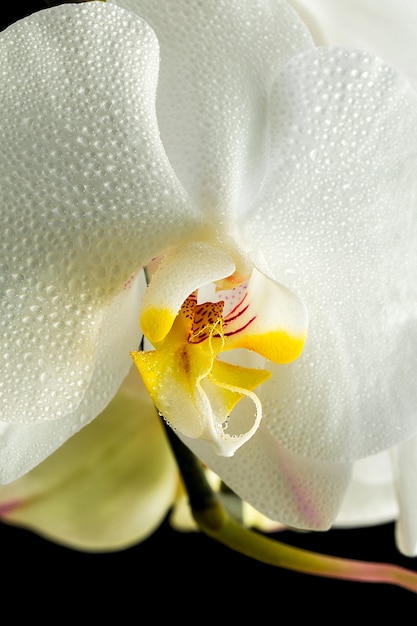 Fleur d'orchidée blanche