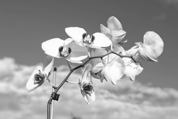 Fleur d&#39;orchidée blanche